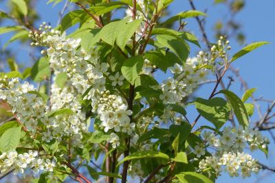 <i>Prunus padus</i>