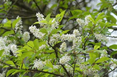 <i>Prunus padus</i>