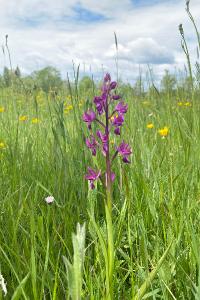 <i>Anacamptis laxiflora</i>