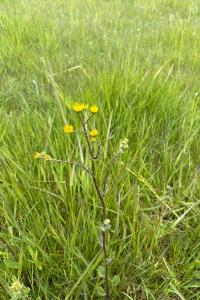 <i>Jacobaea aquatica</i>