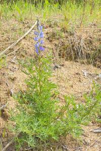 <i>Lupinus angustifolius</i>
