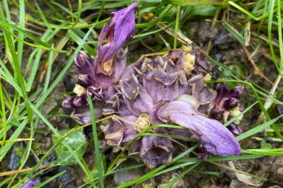 <i>Lathraea clandestina</i>