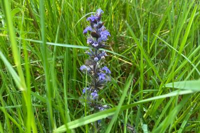 <i>Ajuga reptans</i>