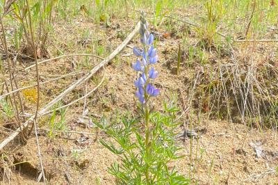 <i>Lupinus angustifolius</i>
