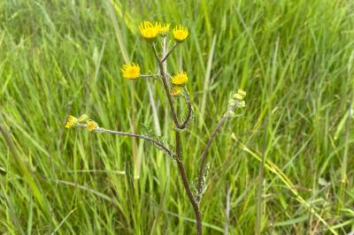<i>Jacobaea aquatica</i>