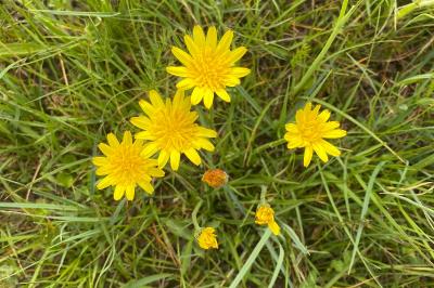 <i>Scorzonera humilis</i>