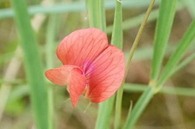 <i>Lathyrus sphaericus</i>