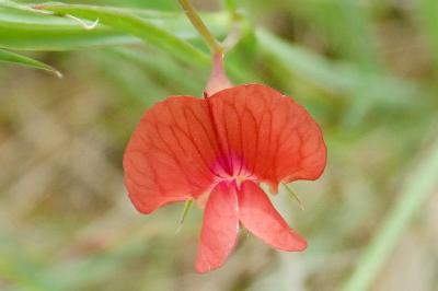 <i>Lathyrus sphaericus</i>