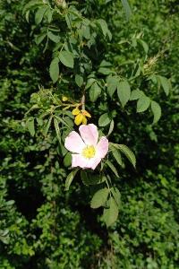 <i>Rosa canina</i>