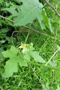 <i>Bryonia dioica</i>