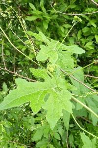 <i>Bryonia dioica</i>