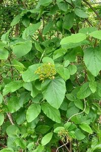 <i>Viburnum lantana</i>