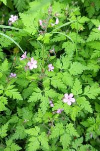 <i>Geranium robertianum</i>