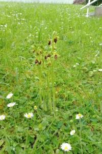 <i>Ophrys aranifera</i>