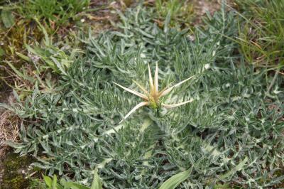 <i>Centaurea calcitrapa</i>