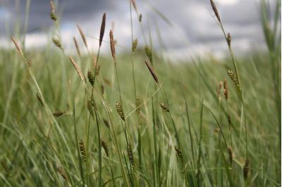 <i>Carex distans</i>