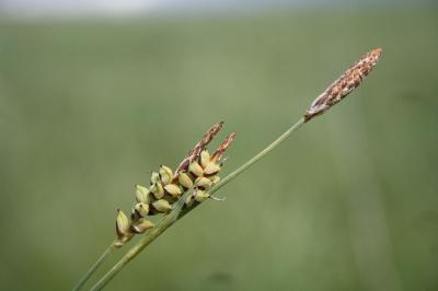 <i>Carex panicea</i>