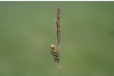 <i>Carex tomentosa</i>