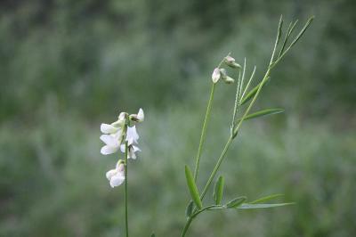 <i>Lathyrus pannonicus</i>