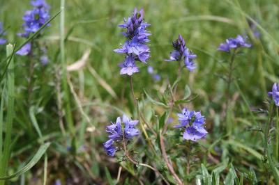 <i>Veronica saturejifolia</i>