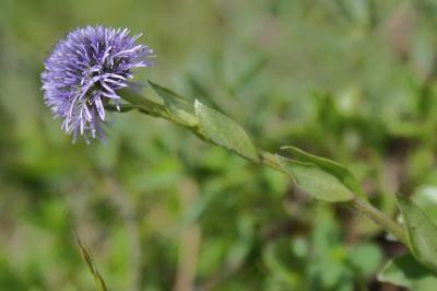 <i>Globularia bisnagarica</i>