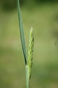 <i>Koeleria vallesiana</i>