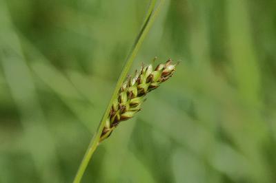 <i>Carex distans</i>