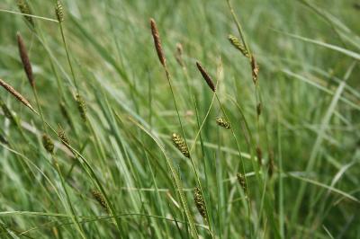 <i>Carex distans</i>