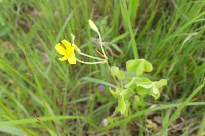<i>Oxalis dillenii</i>