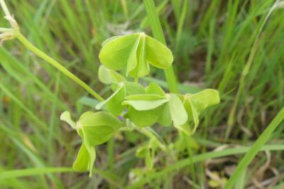 <i>Oxalis dillenii</i>