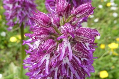 <i>Orchis x angusticruris</i>