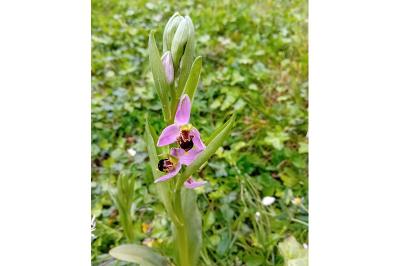 <i>Ophrys apifera</i>