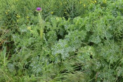 <i>Silybum marianum</i>