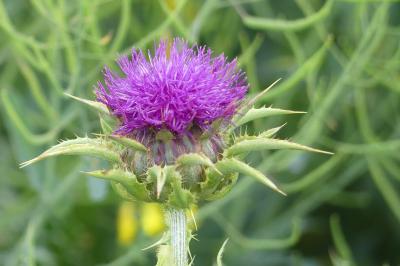 <i>Silybum marianum</i>
