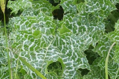 <i>Silybum marianum</i>