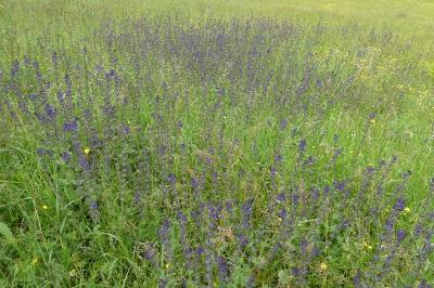 <i>Salvia verbenaca</i>