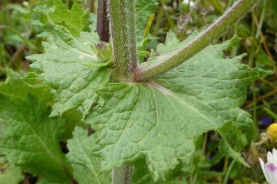 <i>Salvia verbenaca</i>