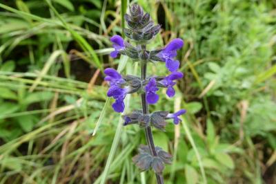 <i>Salvia verbenaca</i>