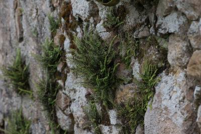 <i>Asplenium trichomanes</i>