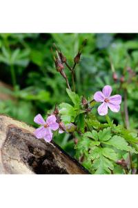 <i>Geranium robertianum</i>