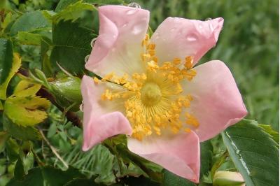 <i>Rosa canina</i>