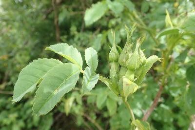 <i>Rosa canina</i>
