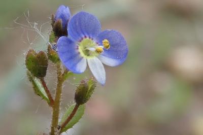 <i>Veronica acinifolia</i>
