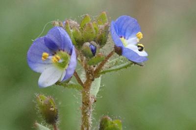 <i>Veronica acinifolia</i>