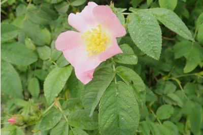 <i>Rosa tomentosa</i>