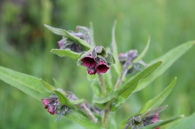<i>Cynoglossum officinale</i>