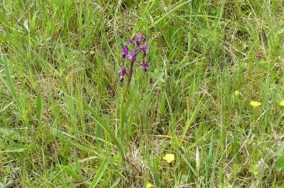 <i>Anacamptis laxiflora</i>