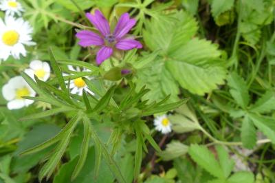 <i>Geranium dissectum</i>