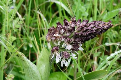 <i>Orchis purpurea</i>