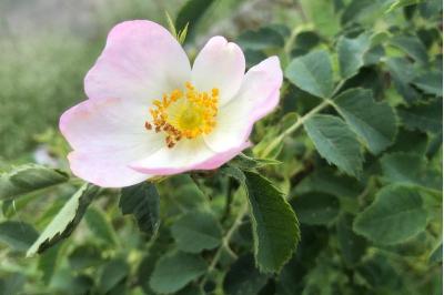 <i>Rosa canina</i>